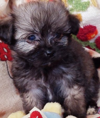 Bichon havanese