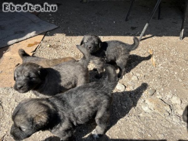 Sarplaninac jugoszláv farkasölő kölykök eladók