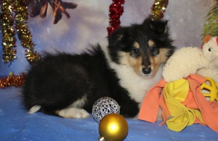 Skót juhász (Collie rough)