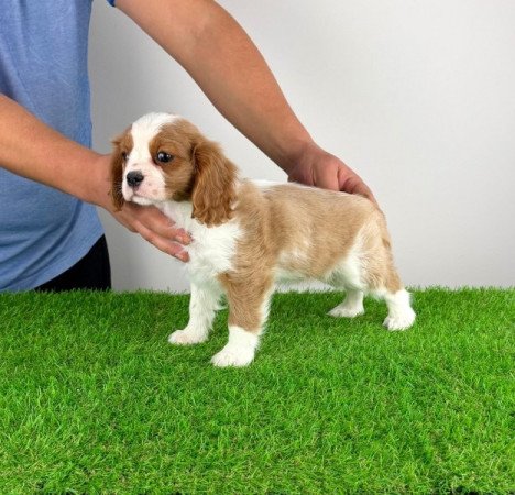 Cavalier King Charles Spániel