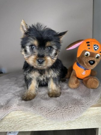 Yorkshire terrier