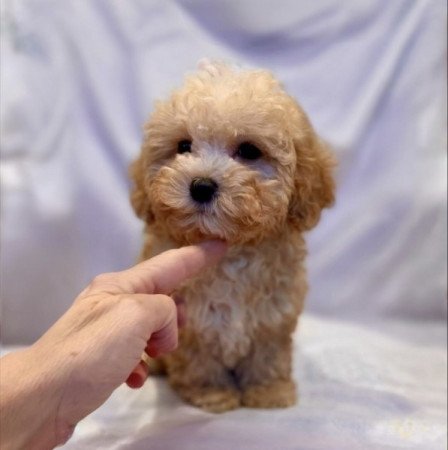 Maltipoo