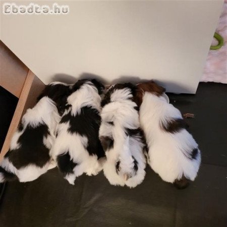 shih tzu kölykök örökbefogadásra