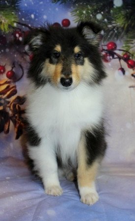 Skót juhász (Collie rough)