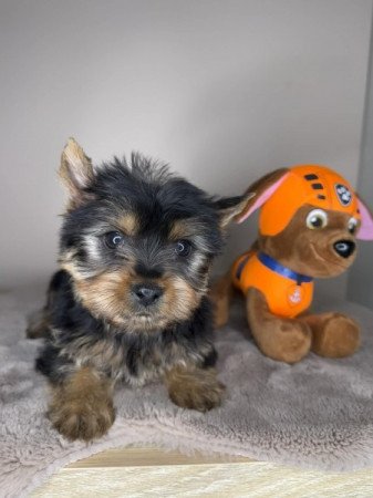 Yorkshire terrier
