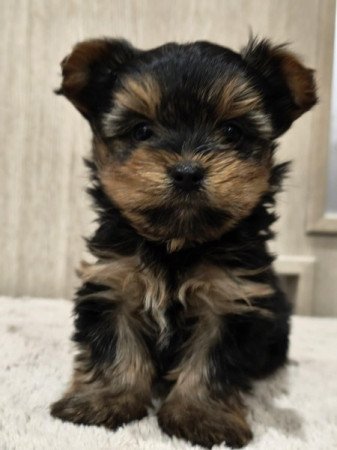 Yorkshire terrier