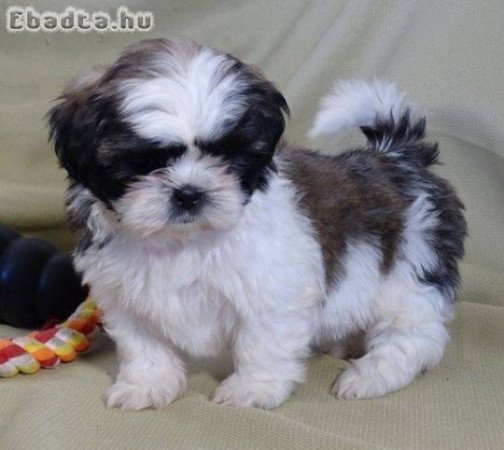 shih tzu kölykök örökbefogadásra