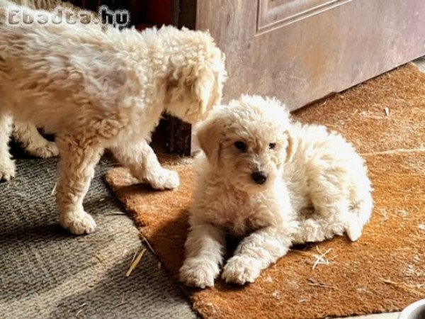 Komondor fajtatiszta jellegű kiskutyák