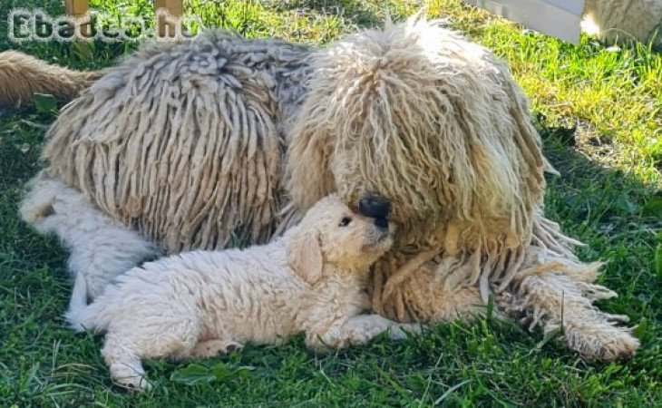 Komondor fajtatiszta jellegű kiskutyák