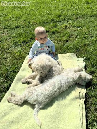 Komondor fajtatiszta jellegű kiskutyák