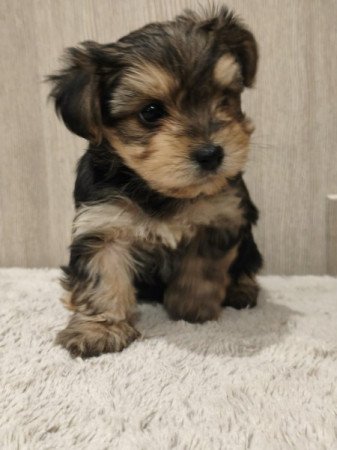 Yorkshire terrier