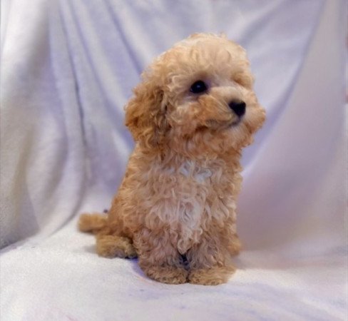Maltipoo