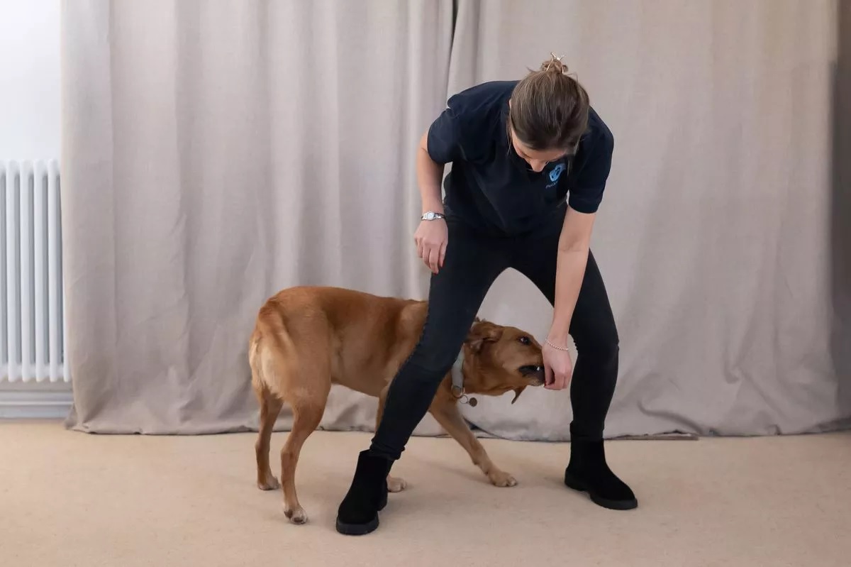 Meg lehet tanítani új trükkökre az idős kutyát?