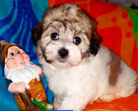 Bichon havanese