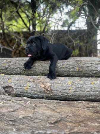 Cane corso