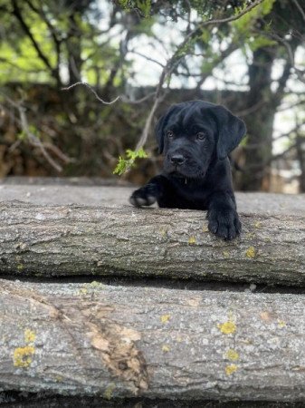 Cane corso