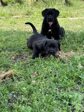 Cane corso