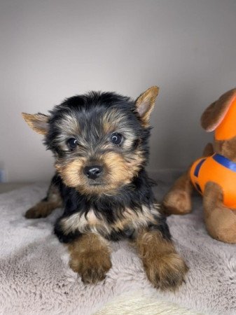 Yorkshire terrier
