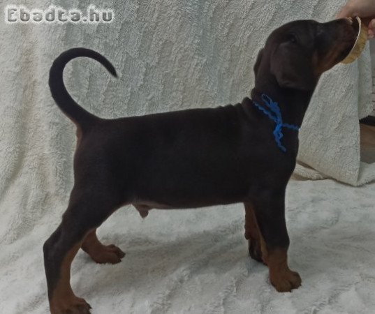 Doberman kiskutyak