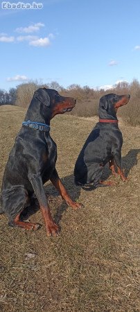 Doberman kiskutyak