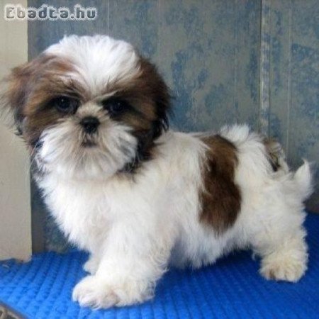 shih tzu kölykök örökbefogadásra