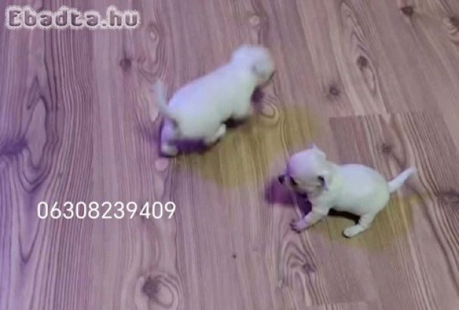 Minni Csiva kislányok