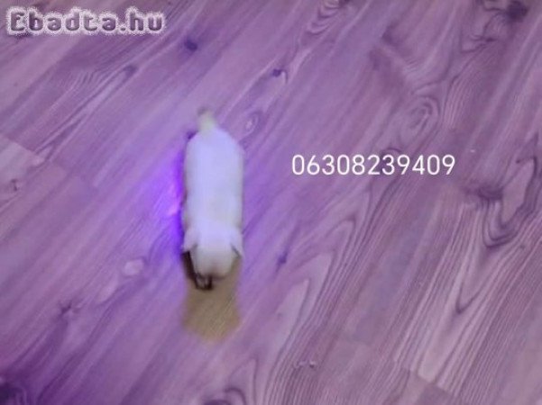 Minni Csiva kislányok