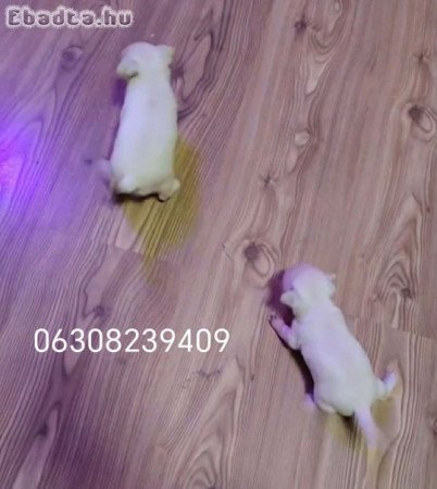 Minni Csiva kislányok