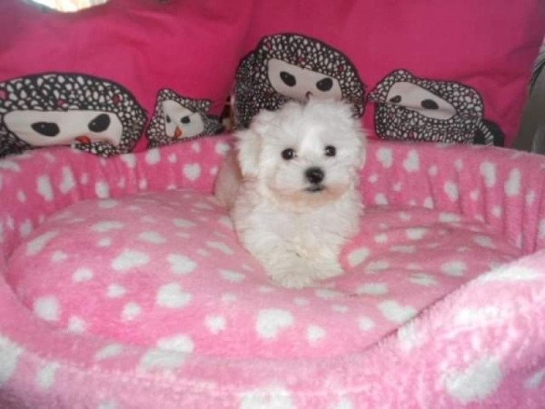 bichon havanese