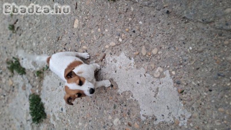 Jack russel eladó kiskutyák