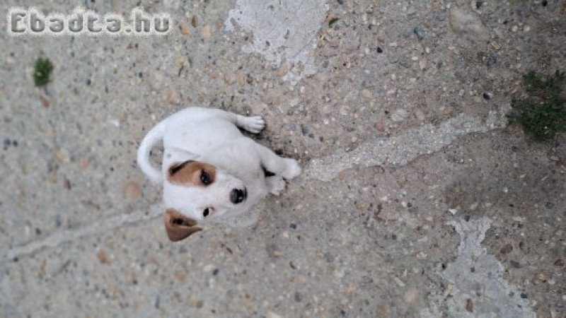 Jack russel eladó kiskutyák