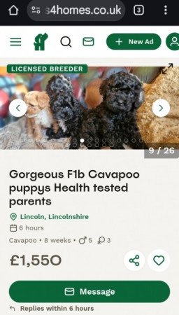 Maltipoo uszkár bichon