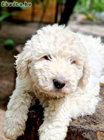 Komondor 9 hetes kutyák szerető gazdit keresnek