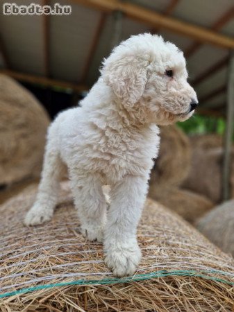 Komondor 9 hetes kutyák szerető gazdit keresnek