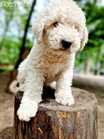 Komondor 9 hetes kutyák szerető gazdit keresnek