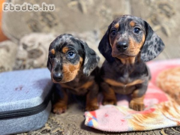 Merle törpe Tacskó