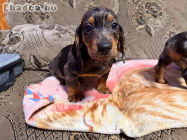 Merle törpe Tacskó