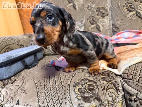 Merle törpe Tacskó