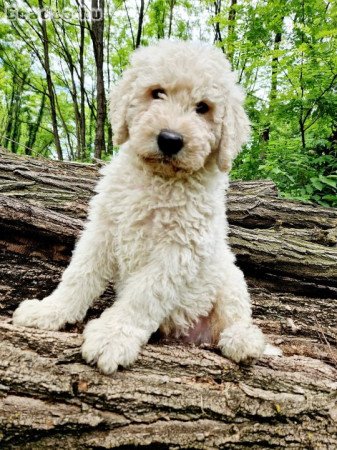 Komondor 9 hetes kutyák szerető gazdit keresnek