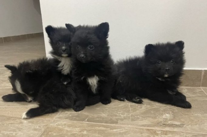 Pomerániai Törpe Spitz