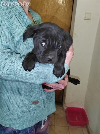 Cane Corso kiskutyák
