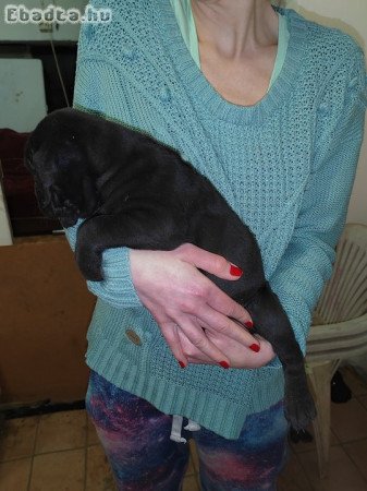 Cane Corso kiskutyák