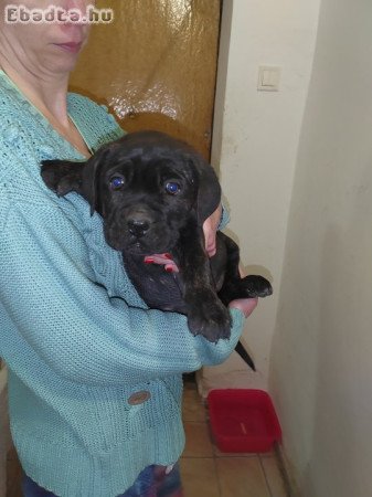 Cane Corso kiskutyák