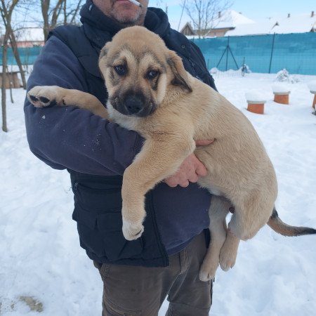 Közép ázsiai juhász