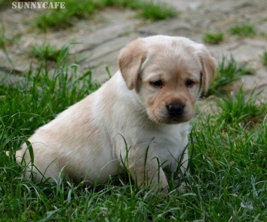 Labrador retriever