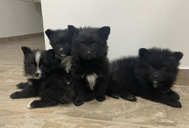 Pomerániai Törpe Spitz