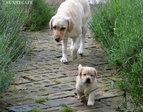 Labrador retriever