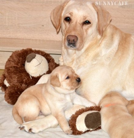 Labrador retriever