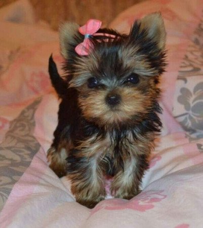 Yorkshire terrier