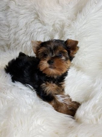 Yorkshire terrier